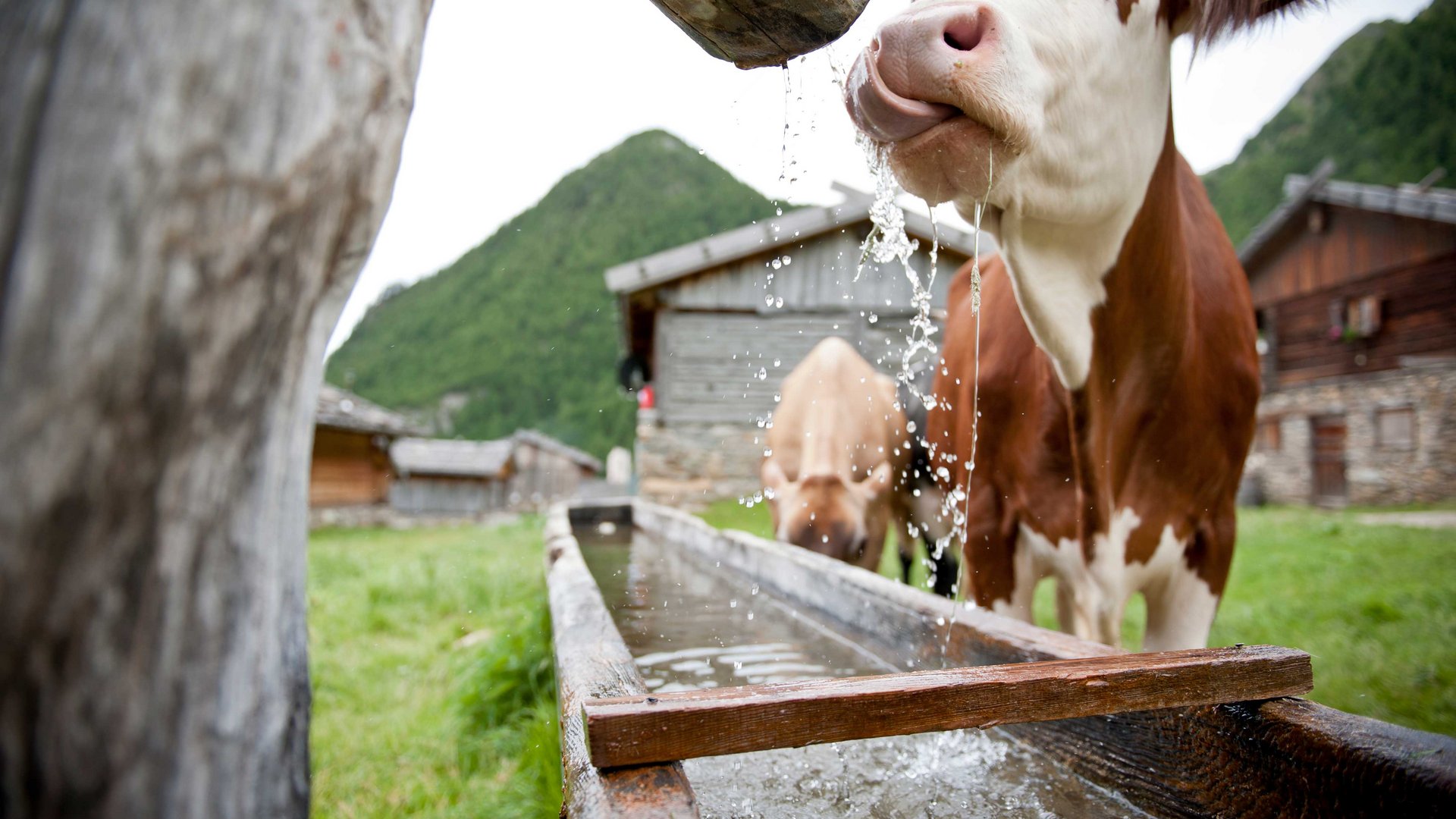 Malga Fane, il più bel villaggio alpino dell’Alto Adige L'immagine mostra una mucca che beve da una mangiatoia d'acqua in legno, mentre l'acqua scorre da un tubo sopra. Sullo sfondo si vedono altre mucche e edifici tradizionali in legno situati in un paesaggio montano verde.