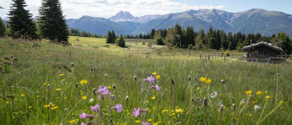 Benvenuti nell’Area Vacanze Sci e Malghe Rio Pusteria! L'immagine mostra un ampio prato fiorito con colorati fiori di campo in primo piano. Sullo sfondo si vedono colline boscose e maestose montagne sotto un cielo blu leggermente nuvoloso, a destra c'è una piccola baita di legno.