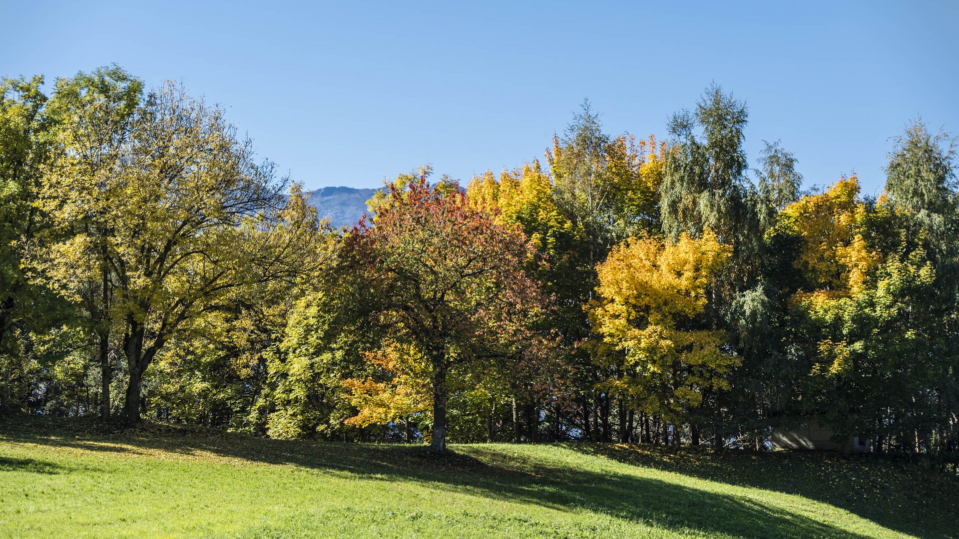 Valles & il villaggio alpino più bello dell’Alto Adige L'immagine mostra un paesaggio autunnale con alberi di vari colori, dal verde al giallo fino all'arancione. In primo piano c'è un prato verde, mentre il cielo è limpido e azzurro.