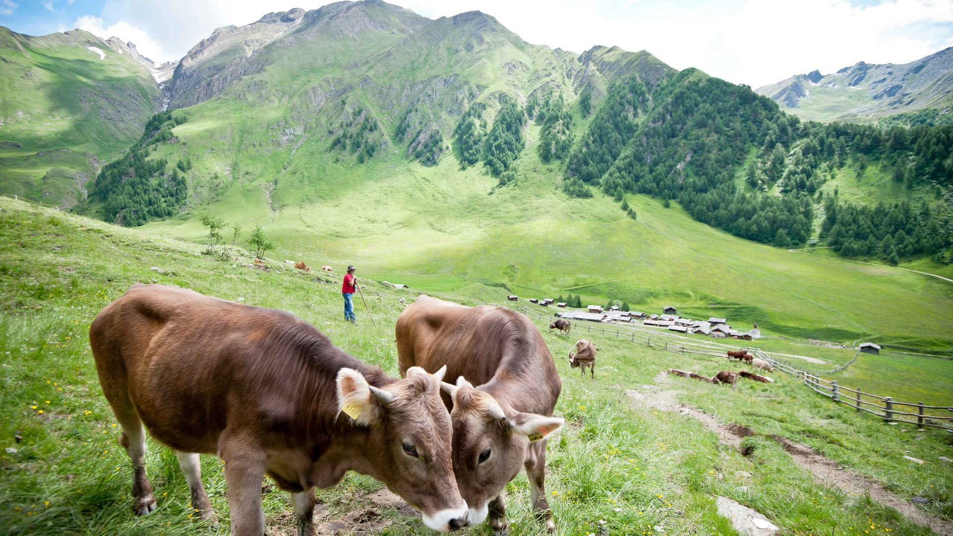 Malga Fane, il più bel villaggio alpino dell’Alto Adige L'immagine mostra un paesaggio montano verde con diverse mucche in primo piano. Sullo sfondo c'è un pastore con una camicia rossa che osserva il gregge su un prato, mentre in valle si vedono piccole capanne e una fattoria.