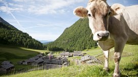 Malga Fane, il più bel villaggio alpino dell’Alto Adige L'immagine mostra in primo piano una mucca curiosa che guarda verso la fotocamera su un prato verde. Sullo sfondo si estende un insediamento di baite alpine davanti a pendii montani boscosi sotto un cielo con nuvole bianche e scie di condensazione.