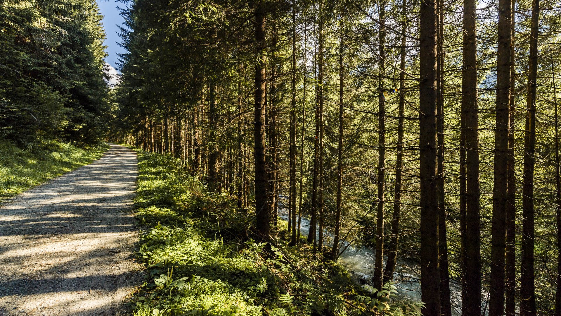 Valles & il villaggio alpino più bello dell’Alto Adige L'immagine mostra un sentiero ombreggiato nel bosco, fiancheggiato da alberi alti e fitti. A destra del sentiero scorre un piccolo ruscello, visibile tra gli alberi.